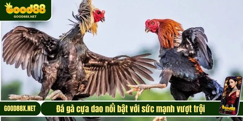 Đá gà cựa dao nổi bật với sức mạnh vượt trội 