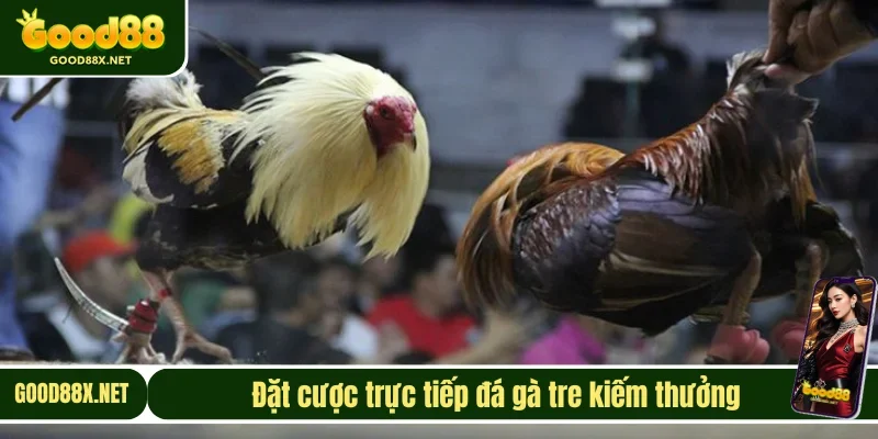 Chọi gà tre kiếm thưởng mượt mà