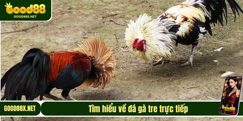 Đôi điều về trực tiếp đá gà tre