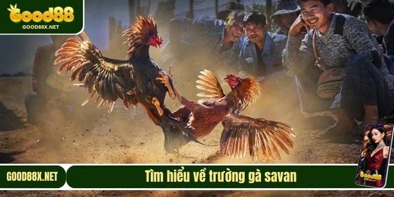 Tìm hiểu về trường gà savan