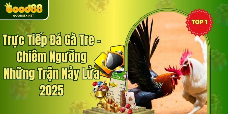 Trực Tiếp Đá Gà Tre - Chiêm Ngưỡng Những Trận Nảy Lửa 2025